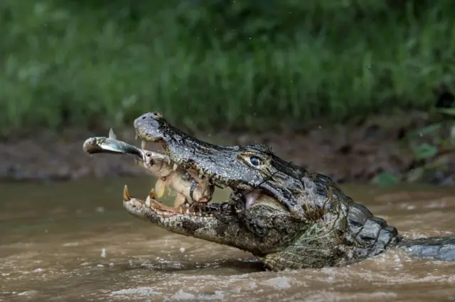 Registro do momento exatosportingbet tv apostasque jacaré engole peixe no Pantanal brasileiro também está entre as melhoressportingbet tv apostasconcurso anual da revista National Geographic (Massimiliano Bencivenni)