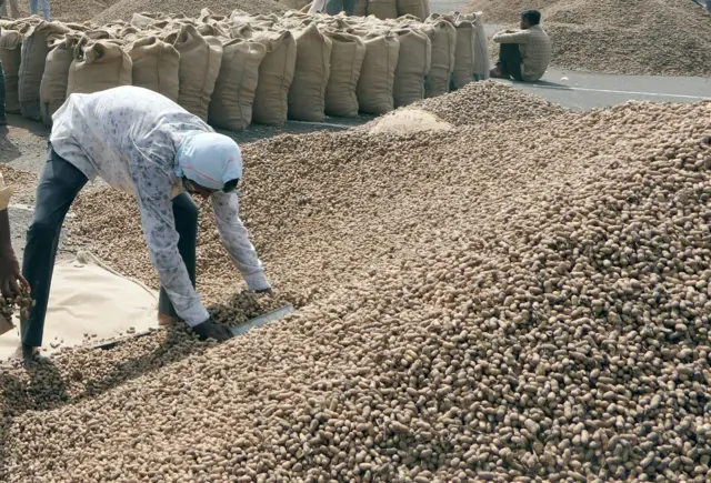 સૌરાષ્ટ્રમાં મગફળીનું વાવેતર અને ઉત્પાદન, ગિરનાર 4 બિયારણ ક્યાં મળે, ગિરનાર 4ની વધુ માગ કેમ છે, ગિરનાર 4માં ઉત્પાદન વધુ મળે , જીજી 39 સારું કે ગિરનાર 4, બીબીસી ગુજરાતી, બીબીસી ન્યૂઝ