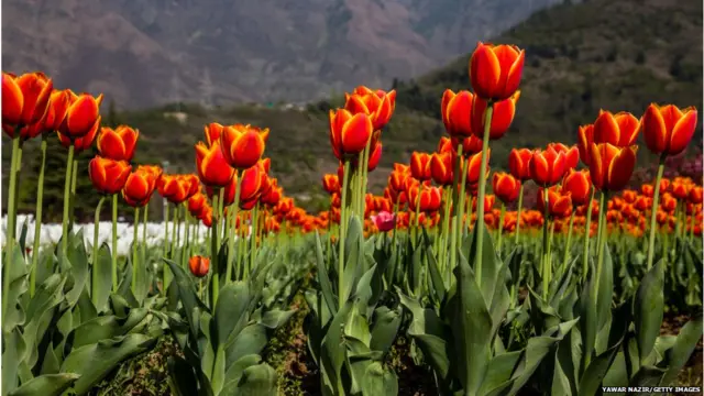 ट्यूलिप गार्डन