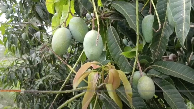 મહિસાગર જિલ્લાના આંબોડિયા તથા આમચૂર પાઉડર કેવી રીતે બને છે, મહિસાગરના આંબોડિયાની ખટાશનું રહસ્ય 