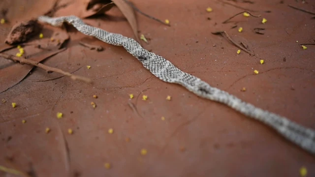 కుబుసం విడవడమనేది సహజ ప్రక్రియ