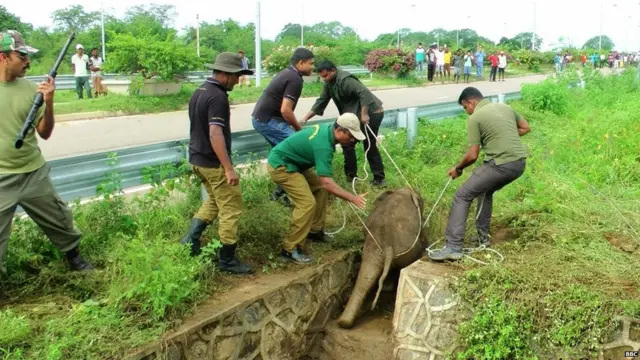 පැටවා ගොඩ ගත් අවස්ථාව