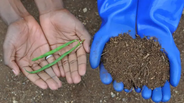 Beans and fertiliser in hands