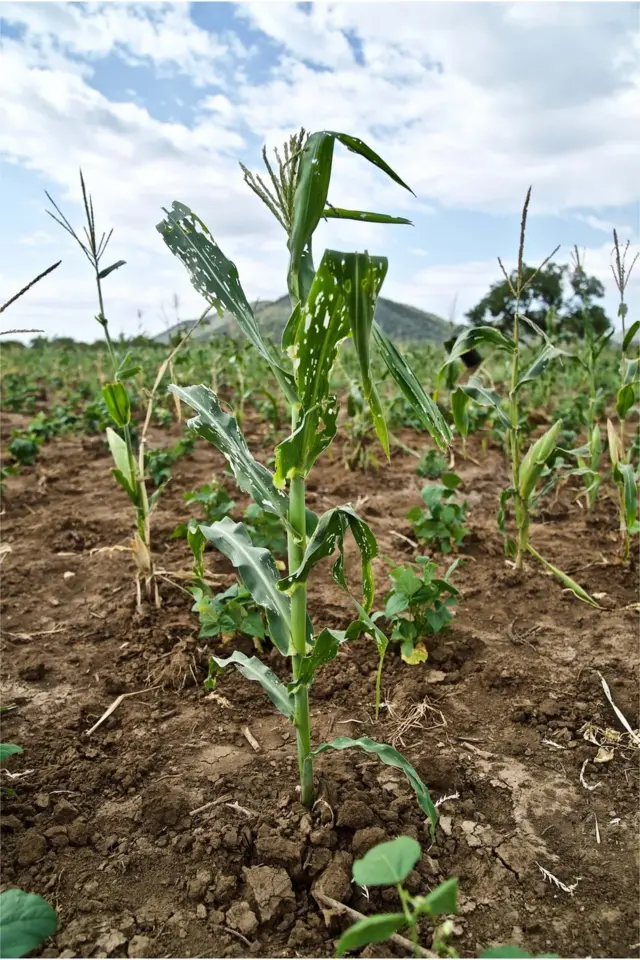 పంటలను నాశనం చేస్తున్న మిడతలు