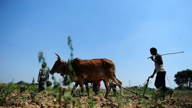 ખેડૂતની પ્રતીકાત્મક તસવીર