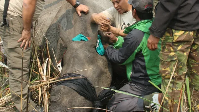 गैंडा सार्ने तयारी
