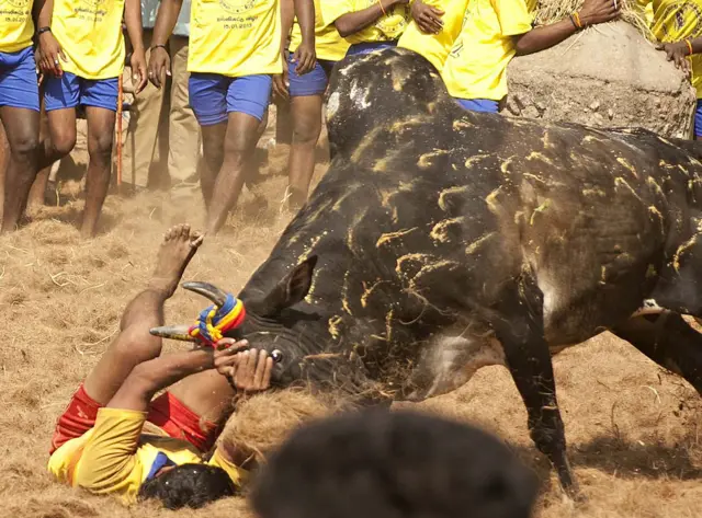 ஜல்லிக்கட்டு - பண்பாட்டுக் கொண்டாட்டமும், நவீன புரிதலும்