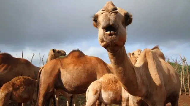 XANUUNKA KU DHACAYA GEELA 