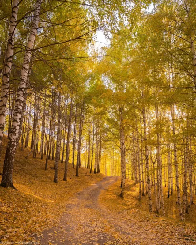 Жарашыктуу ак кайың...