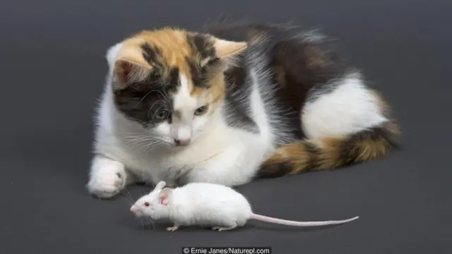 Şir ürəyi yemiş siçan