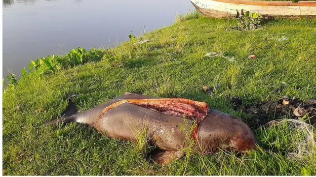 হালদাতে কারেন্ট জালে ধরা পড়ে ডলফিন