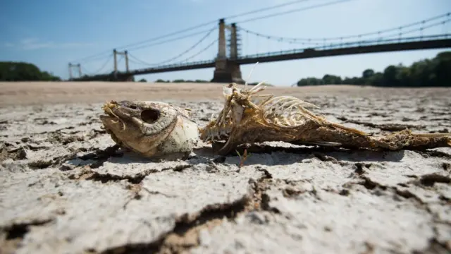 Una espina de pescado en una parte seca del lecho del río Loira en Montjean-sur-Loire, oeste de Francia, el 24 de julio de 2019.