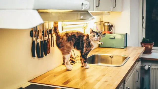 кіт на кухні