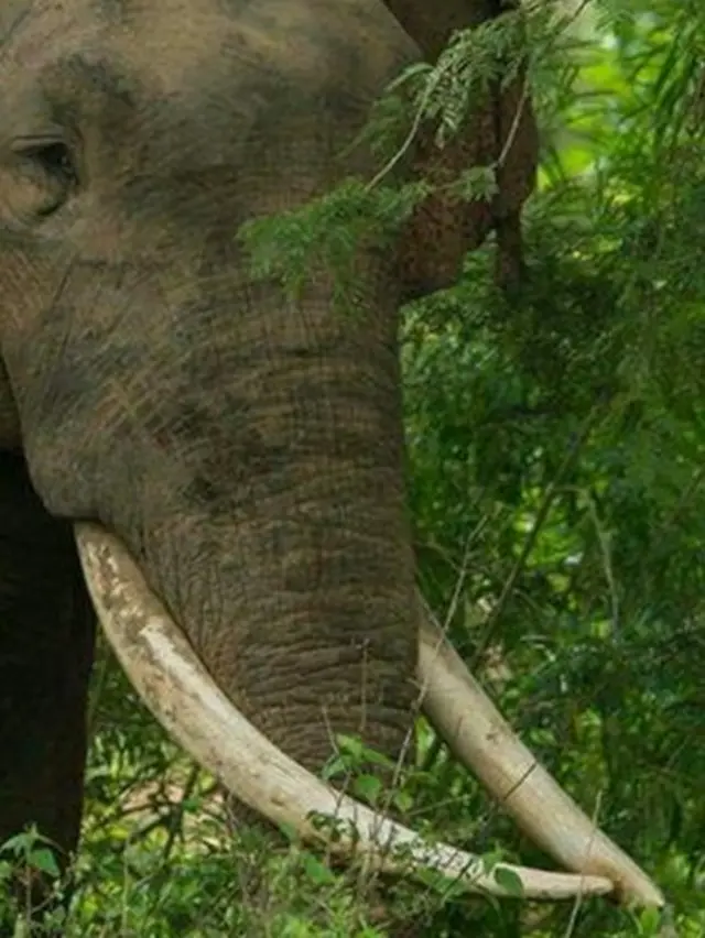 දළ පුට්ටුවා