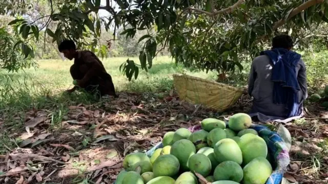 آم، ملتان، پاکستان