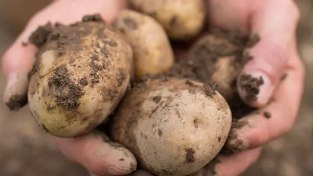 Olvídate de lavar las papas a mano.