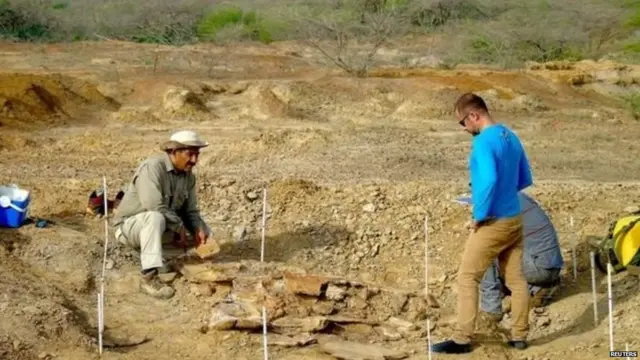 कासव, संशोधक