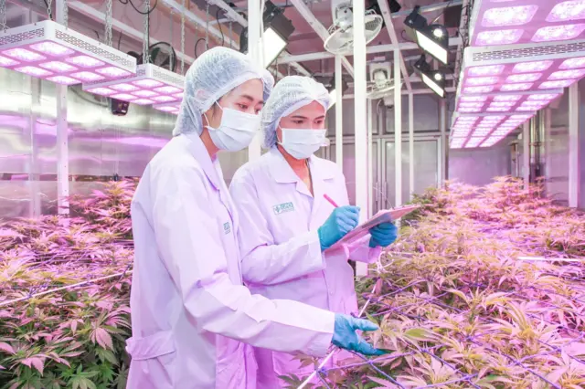 องค์การเภสัชกรรม