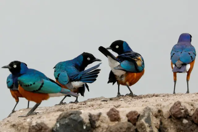 Starlings are seen in the Amboseli National Park, Kenya. Their feathers are a combination of bright blue, purple, black, white and brown.