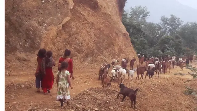 बाख्रा चराउँदै