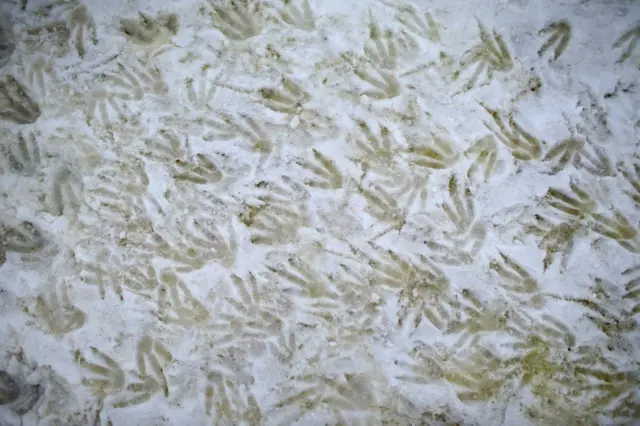 પગની છાપ.