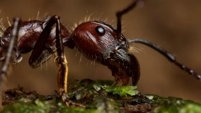 "Муравей-пуля" (Paraponera clavata)