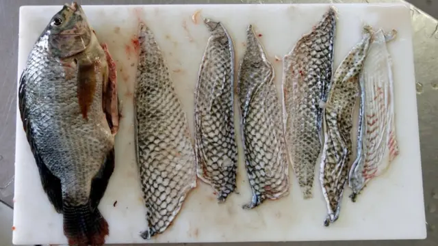 tilapia