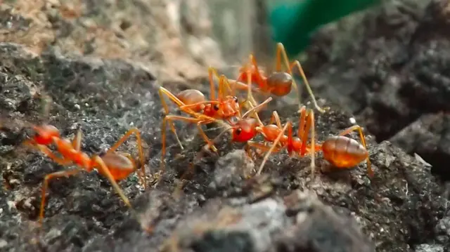 मुंग्यांची भांडणं