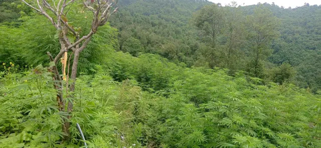 गाँजा खेती