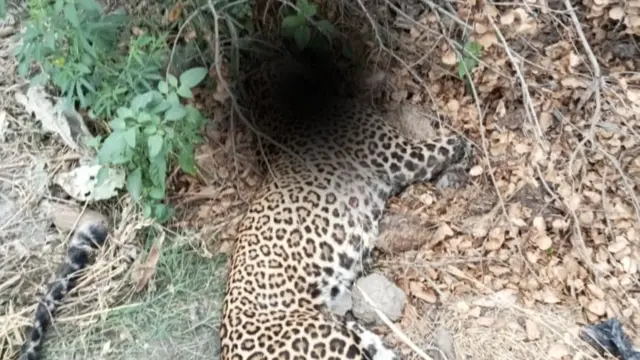 तेंदुए की मौत