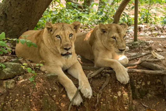 બીબીસી ગુજરાતી સિંહ ગીર અભયારણ્ય પર્યાવરણ જૂનાગઢ સિંહબાળ