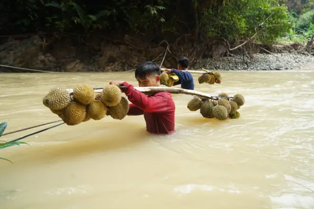 Bermodal seutas tali, para petani nekat menerjang arus deras karena jembatan menuju ladang mereka putus akibat banjir bandang dan tanah longsor akhir November 2025 lalu.