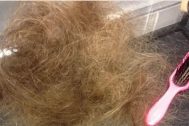 Um monte de cabelo de Victoria aparece acumulado ao lado de uma escova rosa