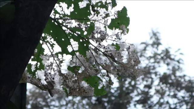 టేకు ఆకు