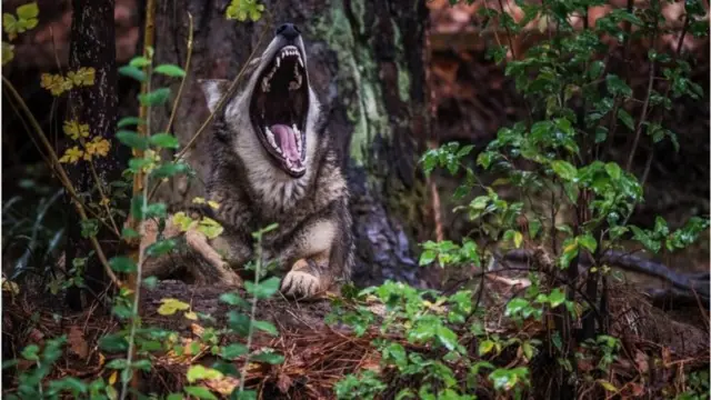 .Mbwa mwitu wekundu walionekana kupona kutokana na kutoweka porini, lakini idadi yao imepungua tena.