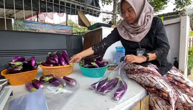 Terong hasil tanam di Buruan SAE Padepokan Hegar Panyileukan 