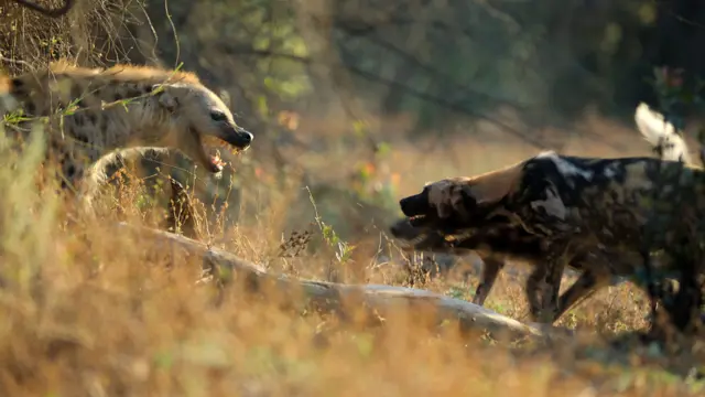 Sukob hijena i divljih pasa