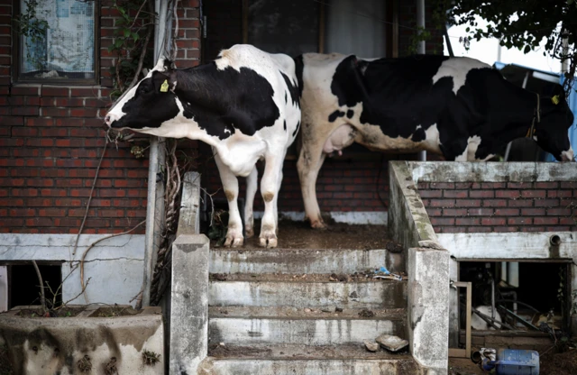 충남 예산의 폐가에 소들이 피신한 모습