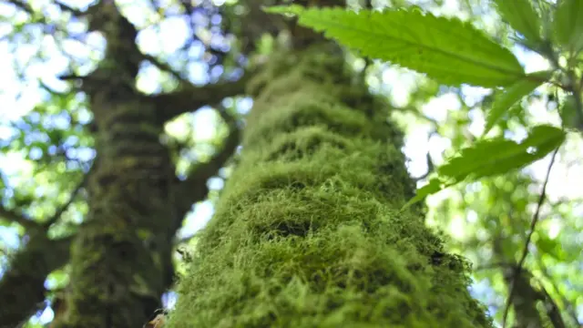 Foto de un lector de BBC Mundo por el tema "Bosques"