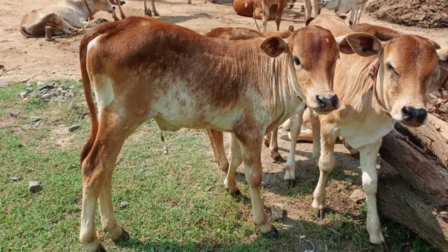 அருகி வரும் நாட்டு குட்டை மாடுகள்