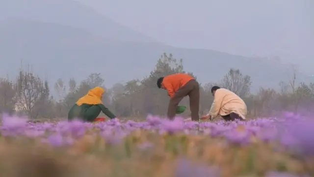 ਕੇਸਰ ਦੀ ਖੇਤੀ