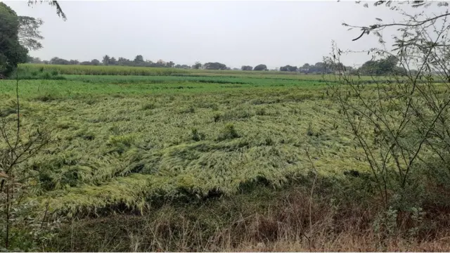 अवकाळी पावसाचा फटका पिकांना बसला आहे