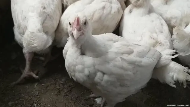 ਪੌਲਟਰੀ ਕਿਸਾਨ ਤੇ ਕਾਰੋਬਾਰੀ