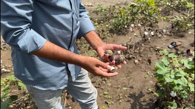 शेतातील कापूस पावसाच्या पाण्यात खराब झाल्याचं दाखवताना शेतकरी