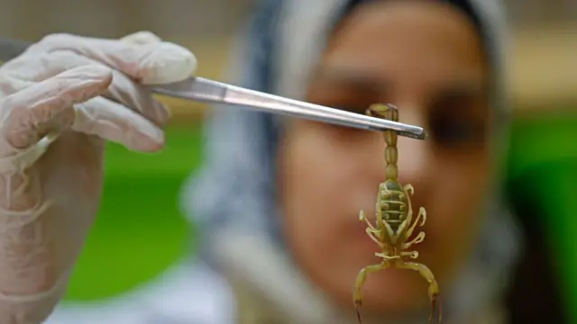 A woman scientists holds a scorpion at the Scorpion Kingdom laboratory in Egypt 