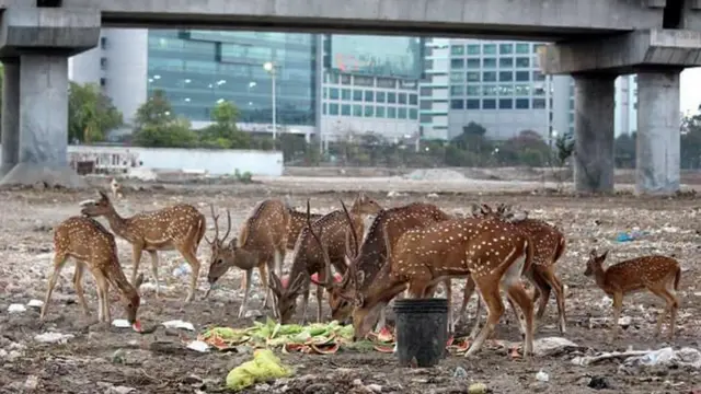 జింకలు, చెన్నై