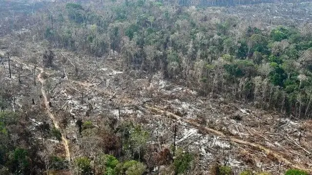 Imagem de árvores cortadas na Amazônia