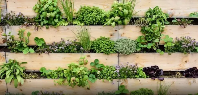 گیاهان مغز ندارند ولی حتی بدون داشتن مغز و یا یاخته‌های عصبی کارهای زیادی می‌توانند انجام دهند که ما برای آن به مغز و اندام‌های حسی احتیاج داریم