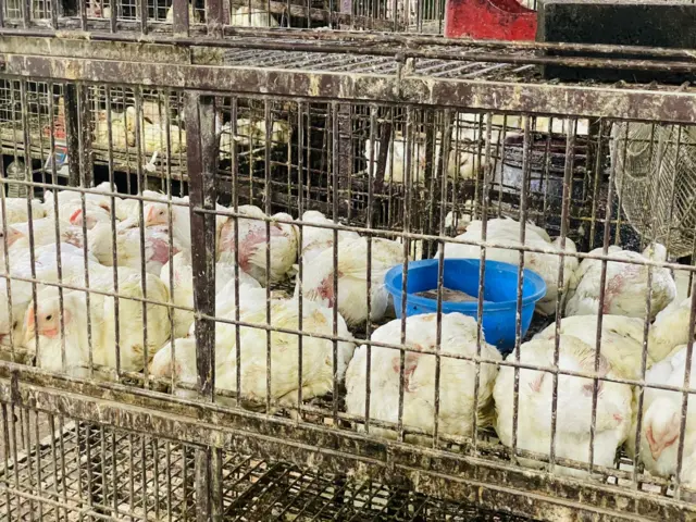 মুরগির দাম বেড়েছে বলে জানিয়েছেন বিক্রেতারা