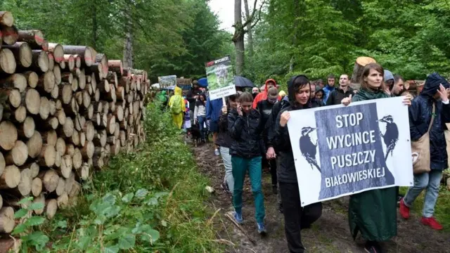 Акція протесту проти вирубки Біловезької Пущі в Польщі, серпень 2017